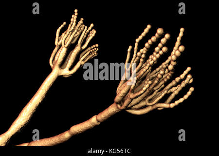 Champignon Penicillium. Illustration d'ordinateur d'un champignon Penicillium sp.. Threads spécialisés, appelés conidiophores, sont considérés. Grappes de spores, appelés conidies, sont les unités de reproduction des champignons. La pénicilline est obtenu à partir de certains types de champignons Penicillium. D'autres types sont utilisés pour la fermentation des fromages. Banque D'Images