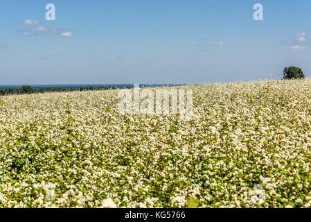 Belle vue sur un grand champ de sarrasin en fleurs et d'arbres sur l'horizon sur un fond de ciel bleu et nuages Banque D'Images