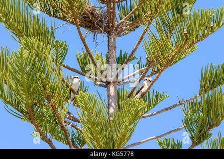 Deux Kookaburras juvénile ci-dessous leur nid dans un arbre de pin de Norfolk Island Banque D'Images