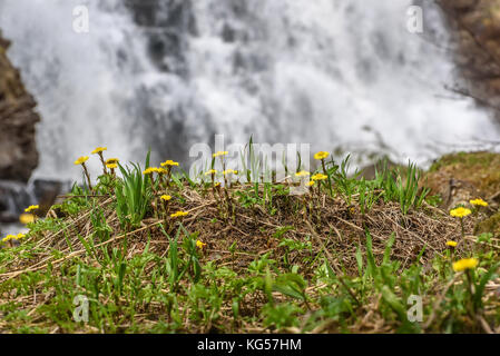 Fond naturel magnifique avec le premier printemps fleurs jaunes de la mère-et-belle-mère gros plan sur l'arrière-plan d'une chute de l'eau de la wa Banque D'Images