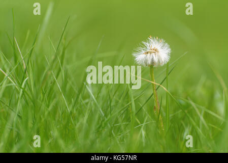 Belle décoration florale avec fond blanc duveteux pissenlit fleur close-up dans l'herbe verte sur un pré Banque D'Images