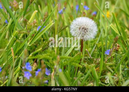 Belle décoration florale avec fond blanc duveteux pissenlit fleur close-up dans l'herbe verte sur un pré Banque D'Images