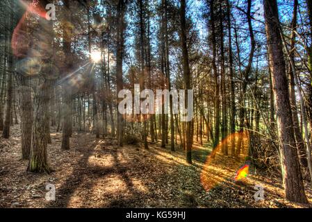 Sentier de grès, Cheshire, Angleterre. Vue sur le bois artistique sur le sentier de grès entre château et beestone tattenhall lane. Banque D'Images