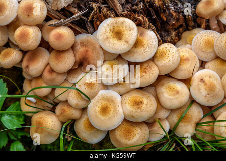 Un grand groupe de beaux petits champignons champignon de miel (Armillaria mellea) croissant sur une souche dans une forêt close-up Banque D'Images