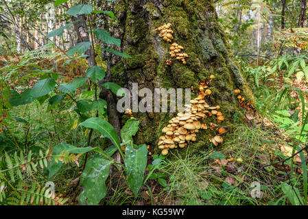 Petits champignons faux miel champignon poussant dans la mousse sur un tronc d'arbre sur l'arrière-plan de la forêt Banque D'Images