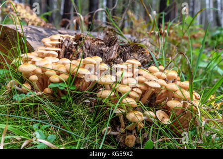 Magnifique petit champignon champignons de miel (Armillaria mellea) croissant sur une souche close up sur un fond d'arbres dans la forêt Banque D'Images