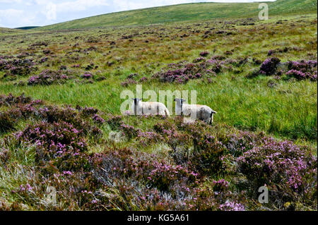 Cuilcagh Mountain Park à la frontière entre le comté de Fermanagh et Co Cavan, Irlande Banque D'Images