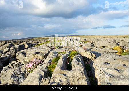 Lapiez à Burren , Comté de Clare, Irlande Banque D'Images