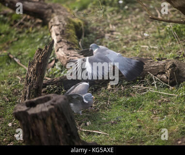 Des ramiers columba palumbis lutte Banque D'Images