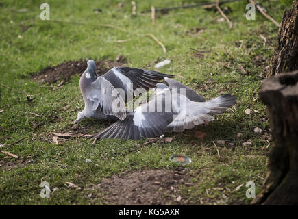 Des ramiers columba palumbis lutte Banque D'Images