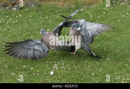 Des ramiers columba palumbis lutte Banque D'Images