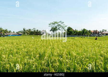 Champ de riz à Bali Banque D'Images