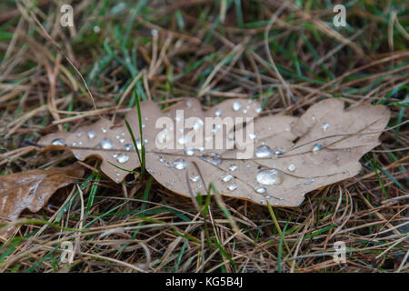 Gouttes étincelantes de la neige fondue sur les feuilles mortes de chêne macro. Banque D'Images