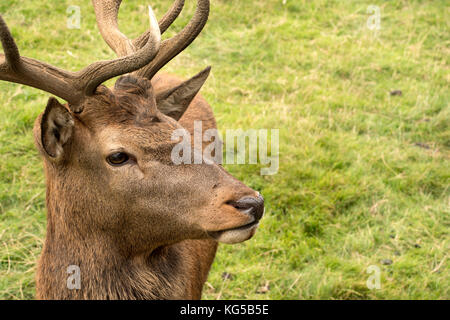 Close-up head shot of a Red Deer Stag Banque D'Images