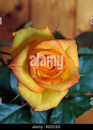 Yellow rose blossom close up pétales aux bords rouges Banque D'Images