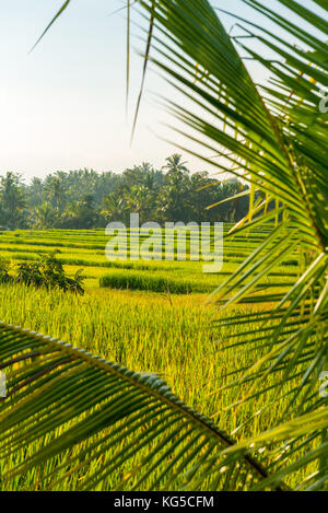 Champ de riz à Bali Banque D'Images