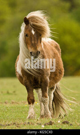 Poney Shetland en liberté dans le parc national New Forest, Hampshire, Royaume-Uni Banque D'Images