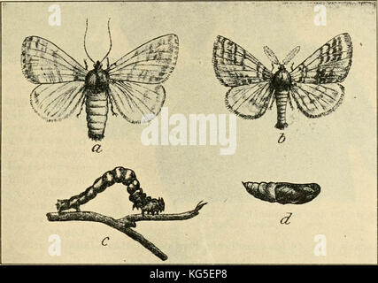 'Un manuel d'insectes dangereux susceptibles d'être introduites aux États-Unis par des importations" (1917) Banque D'Images