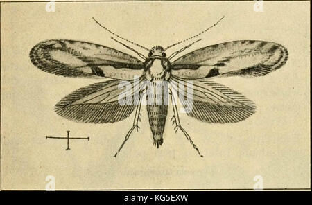 'Un manuel d'insectes dangereux susceptibles d'être introduites aux États-Unis par des importations" (1917) Banque D'Images