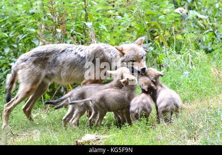 Le loup, canis lupus, le loup, les jeunes animaux, Banque D'Images