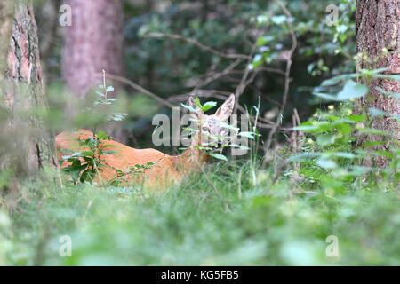 Forêt, Chevreuil, Capreolus capreolus, Banque D'Images