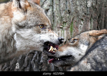 Le loup, canis lupus, gronder, dents, geste menaçant, Banque D'Images