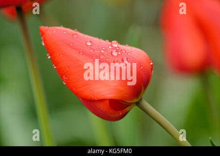 Fleur de tulipe rouge fermé, humide, close-up Banque D'Images