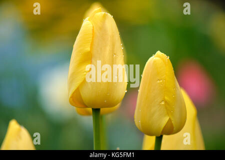 Fleurs de tulipe jaune fermé et humide, close-up Banque D'Images