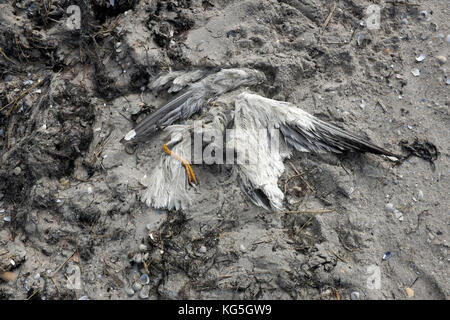 Mouette morte dans Nieblum, sur la plage Banque D'Images