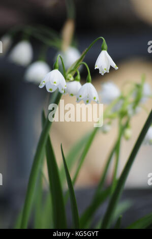 Printemps Leucojum vernum, Flocon, close-up Banque D'Images