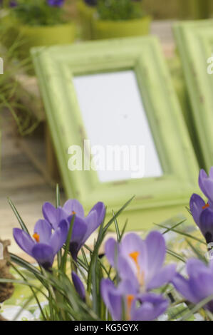Still Life with purple crocus, close-up Banque D'Images