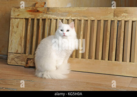 Cat longhair blanc est assis sur un sol en parquet, close-up Banque D'Images