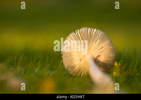 Close up de dessous d'un champignon lying in grass Banque D'Images