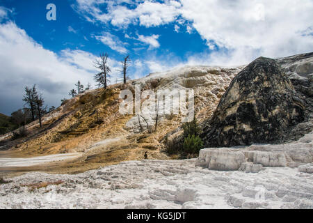 Les arbres morts sur une colline de travertin Mammoth Hot Springs en terrasses, parc national de Yellowstone, Wyoming, USA Banque D'Images