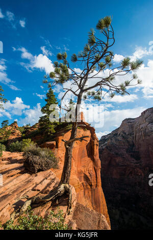 Arbre solitaire situé au bord des falaises de l'atterrissage d'Angel, parc national de Zion, Utah, États-Unis Banque D'Images