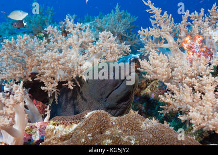 Gymnothorax javanicus murène, géant, l'île Christmas, Australie Banque D'Images