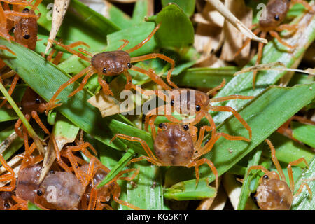 Des juvéniles se nourrissent de cuticule, gecarcoidea natalis, l'île Christmas, Australie Banque D'Images