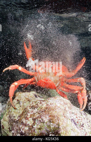 L'île de noël crabe rouge presse oeufs dans océan, gecarcoidea natalis, l'île Christmas, Australie Banque D'Images