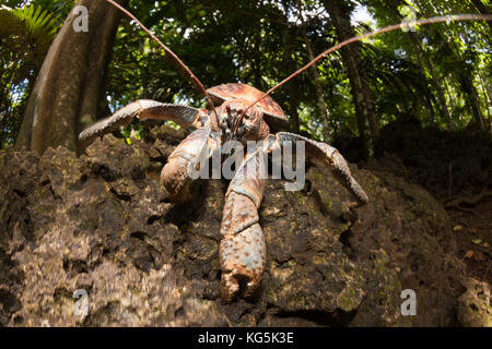 Crabe voleur, Birgus latro, Christmas Island, Australie Banque D'Images