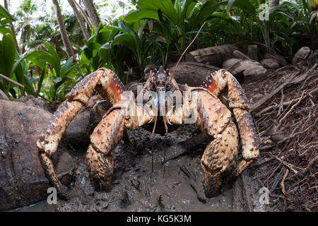 Crabe voleur, Birgus latro, Christmas Island, Australie Banque D'Images