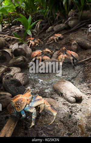 Groupe de crabe voleur, Birgus latro, Christmas Island, Australie Banque D'Images