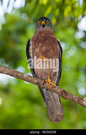 Autour des palombes, Accipiter fasciatus noël natalis, l'île Christmas, Australie Banque D'Images