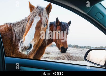 L'Angleterre, Hampshire, New Forest, poneys, à la fenêtre de la voiture en Banque D'Images