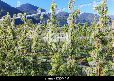 Ciel bleu sur les vergers de pommiers recouverts de glace au printemps villa de tirano italie lombardie sondrio province valteline europe Banque D'Images