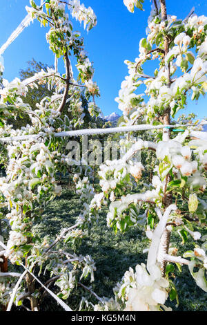 Ciel bleu sur les vergers de pommiers recouverts de glace au printemps villa de tirano italie lombardie sondrio province valteline europe Banque D'Images