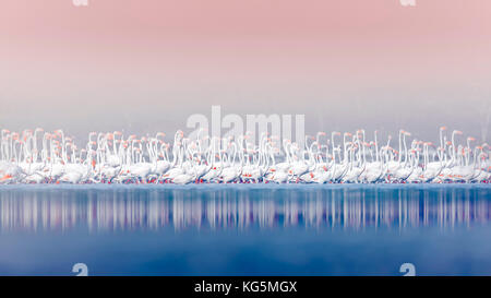 Flamants Roses dans le lac Bogoria, Kenya, Afrique. Banque D'Images