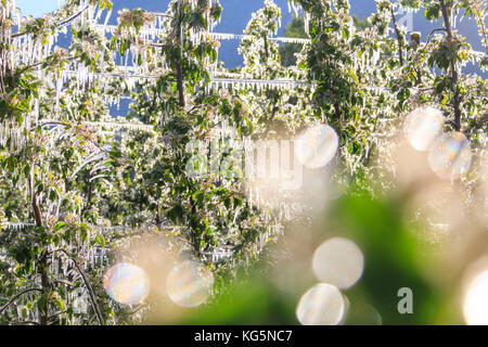 Close up de branches d'arbres de vergers de pommiers recouverts de glace villa de tirano italie lombardie sondrio province valteline europe Banque D'Images