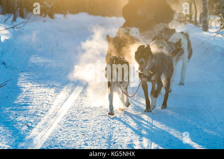 Les chiens porteurs du traîneau, Kiruna, comté de Norrbotten, Lapland, Sweden Banque D'Images