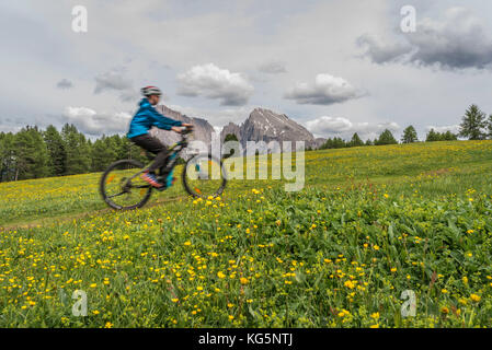 Alpe di Siusi / Seiser Alm, Dolomites, Tyrol du Sud, Italie. Un motard de montagne sur l'Alpe di Siusi Banque D'Images