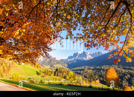 L'odle en arrière-plan encadré par des cerisiers en robe d'automne, funes, vallée du Tyrol du sud, Dolomites, Italie, Europe Banque D'Images